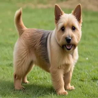 norwich terrier