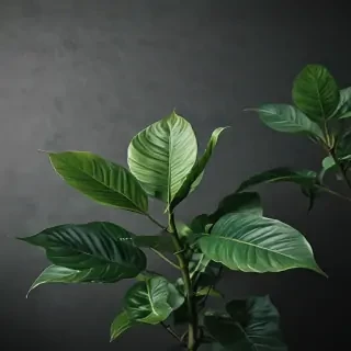 plant wallpaper iphone