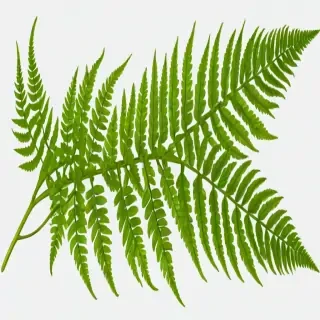 transparent fern png