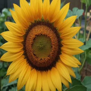 aesthetic sunflower