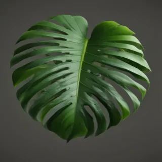 monstera png