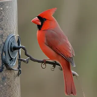 cardinal bird