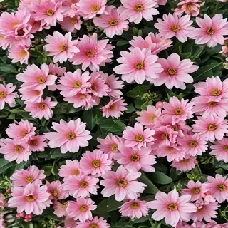 spring wallpaper phone