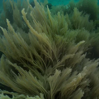 seaweed png