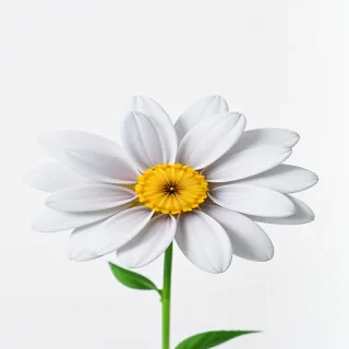 flower white background