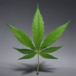 marijuana leaf