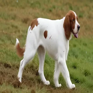 irish red and white setter