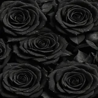 black roses background