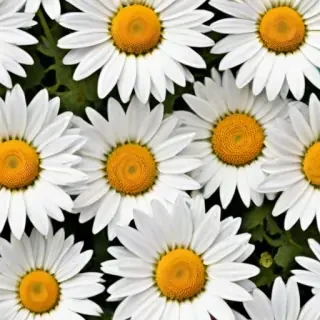 daisies png