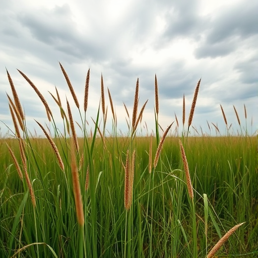 Generate a high-resolution image of a serene landscape featuring tall grass and a cloudy sky, with a wide-angle view, taken with a DSLR camera, aperture set to f/8, ISO at 200, and a shutter speed of 1/125s to enhance detail and texture.