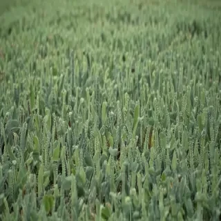 sage green photos