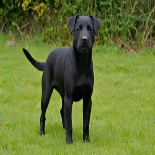 patterdale terrier