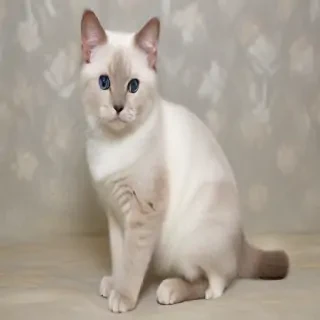 australian mist cat breed