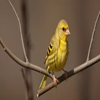 yellow finch