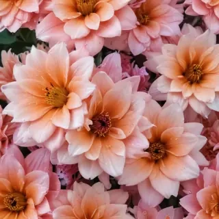flower aesthetic