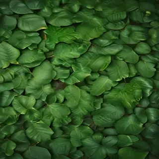 leaf backgrounds