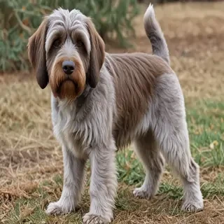 wirehaired pointing griffon