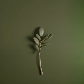 olive green background