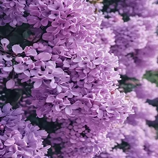 aesthetic lilac wallpaper
