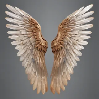 wings transparent background
