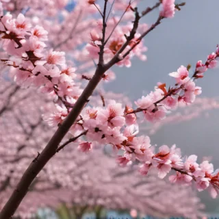 cherry blossom background wallpaper