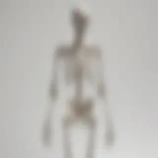 skeleton transparent