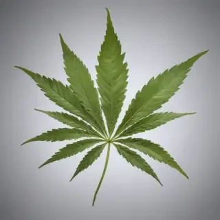 marijuana leaf