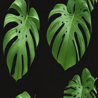 monstera png