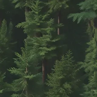 forest png