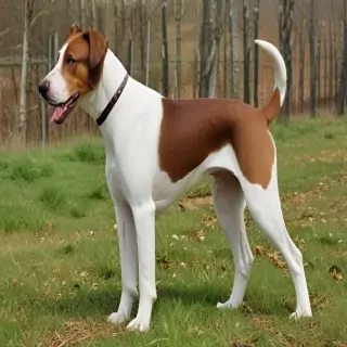 transylvanian hound