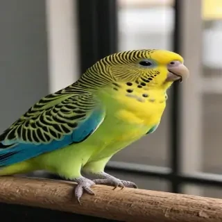 budgies