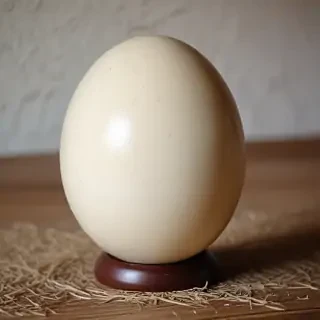 ostrich egg