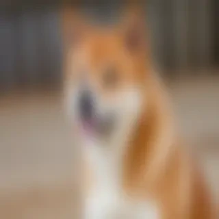 aussie shiba dog breed