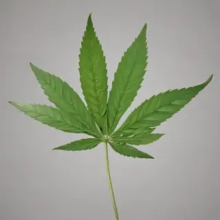 weed leaf png