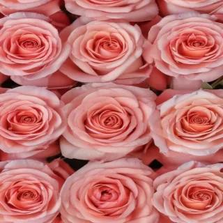 roses background