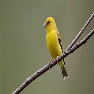 yellow finch