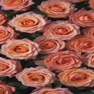 roses background aesthetic