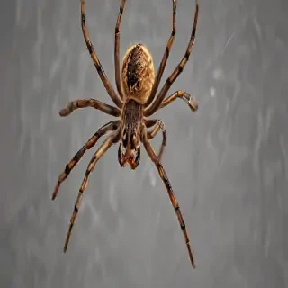 png spider