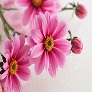 flower wallpaper phone