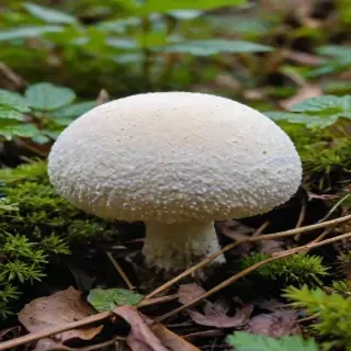 puffball mushroom