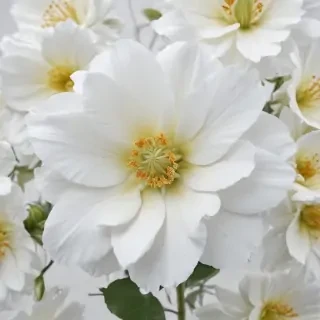 white background flower