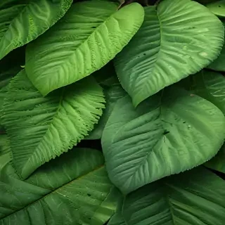 green textures