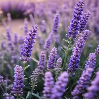 lavender iphone wallpaper