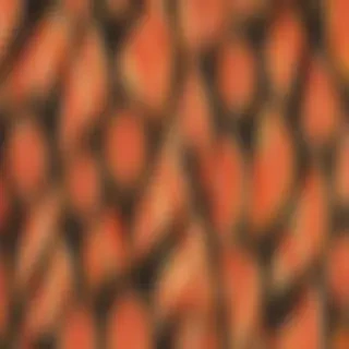 pizza clipart transparent background