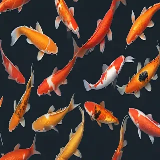 koi fish png