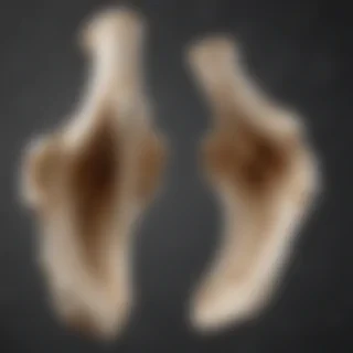 bone png