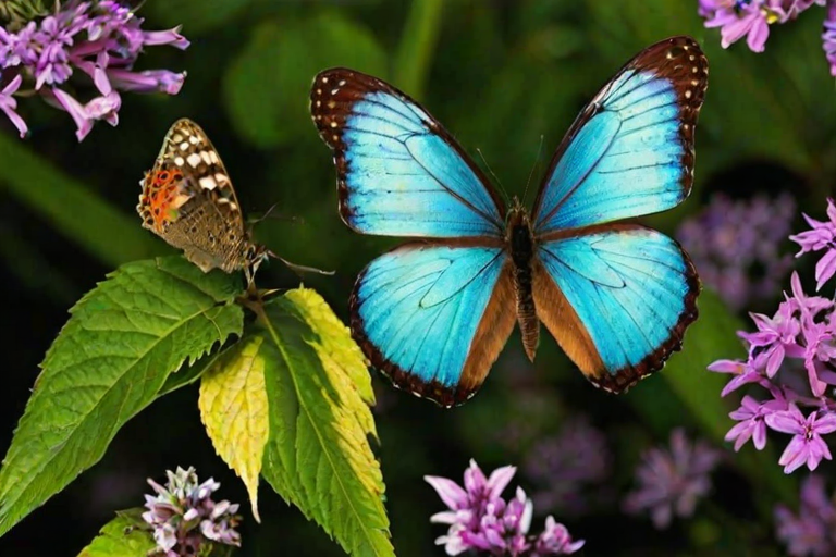 butterfly images wallpaper