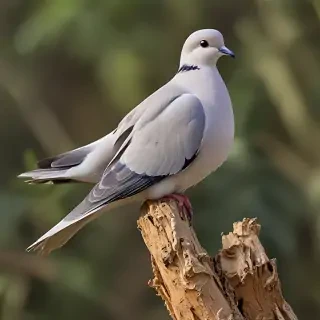 dove bird