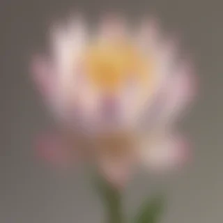 lotus flower png