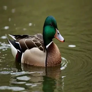 duck wallpaper